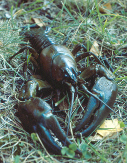 Rapu nurmikolla